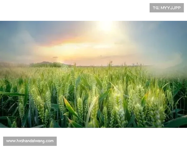 在小满时节感知生命的律动与自然的和谐共鸣 在小满时节感知生命的律动与自然的和谐共鸣