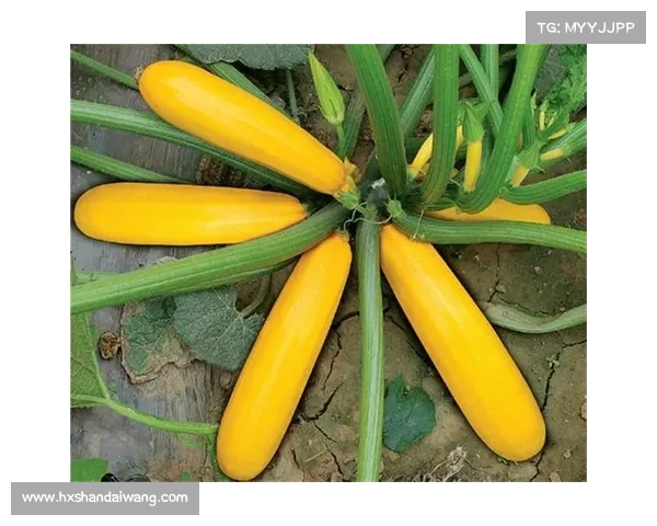 提高高地红石榴抗病能力的有效措施与技术探讨 提高高地红石榴抗病能力的有效措施与技术探讨