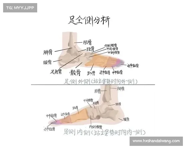 马的脚趾结构解析与比较研究指南:探索不同种类马匹脚部适应性差异 马的脚趾结构解析与比较研究指南:探索不同种类马匹脚部适应性差异
